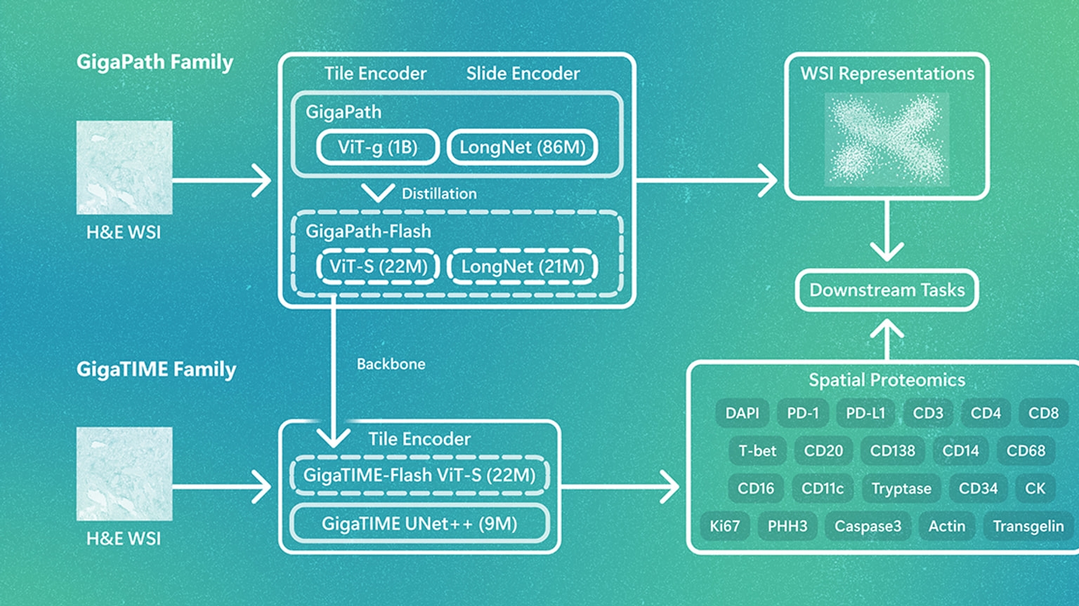 Source-provided image accompanying Microsoft releases more efficient AI models for large-scale cancer pathology research