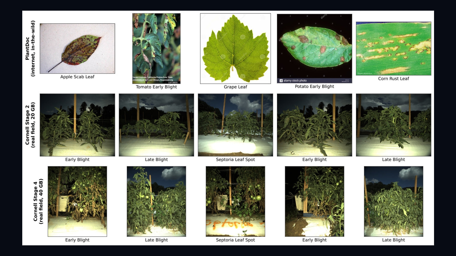 Primary-source image accompanying Study reports multimodal AI arbitration improves plant-disease diagnosis in field imagery