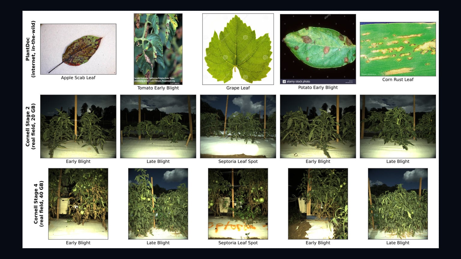 Primary-source image accompanying Study reports multimodal AI arbitration improves plant-disease diagnosis in field imagery
